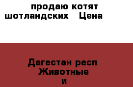 продаю котят шотландских › Цена ­ 2 700 - Дагестан респ. Животные и растения » Кошки   